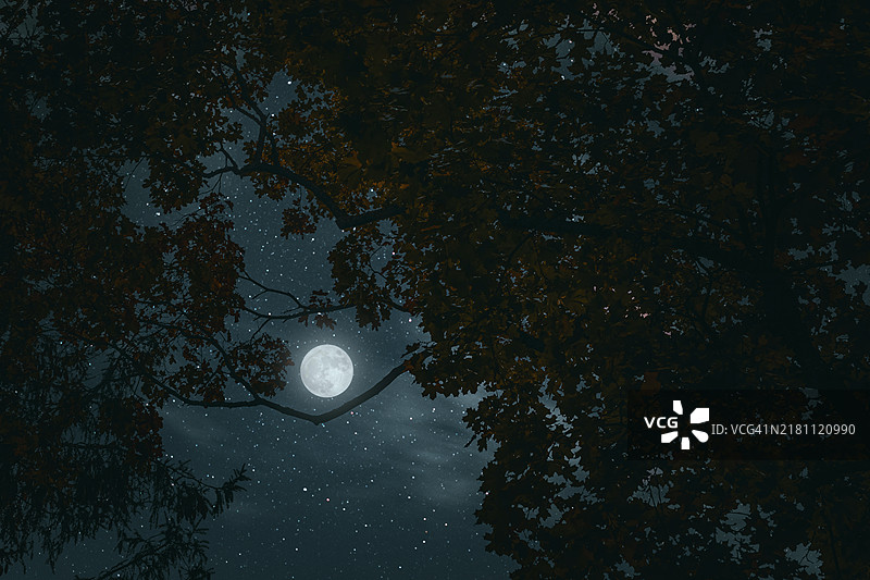 月夜秋林神秘树影与满月星空图片素材