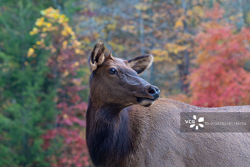 秋季森林中的麋鹿肖像图片素材