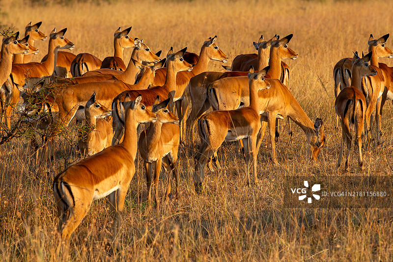 马赛马拉的雌性黑斑羚在黎明时保持警惕图片素材