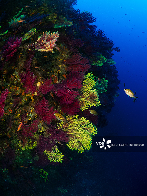 梅德斯群岛（西班牙）的大型彩色柳珊瑚和珊瑚水下景观图片素材