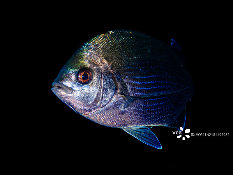 黑色背景上的黑鲷图片素材