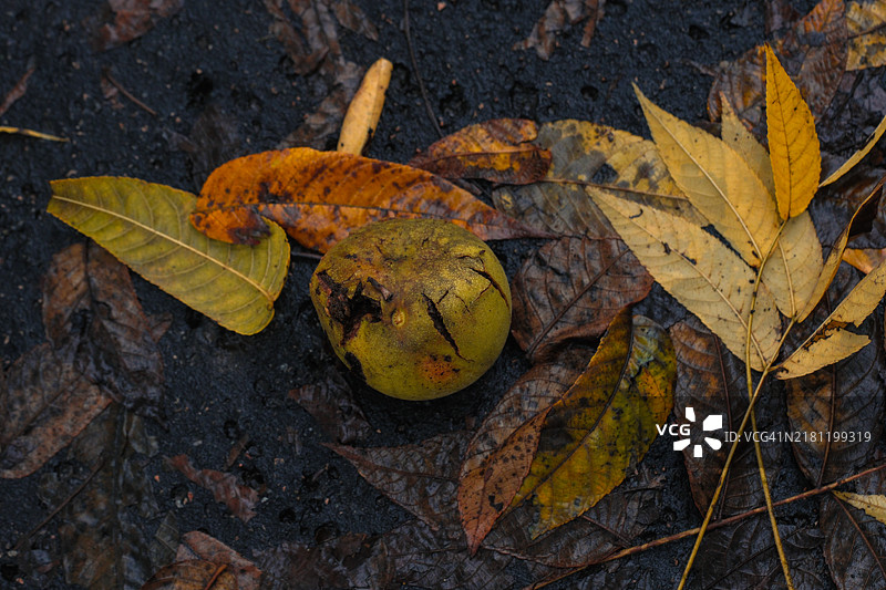 从高处看落在地上被树叶环绕的苹果图片素材