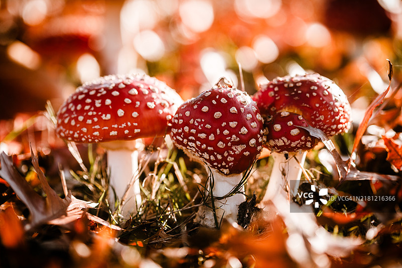 鹅膏菌图片素材