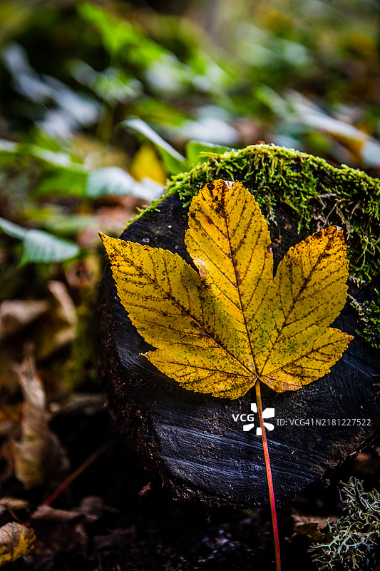 贴在树干上的秋叶图片素材