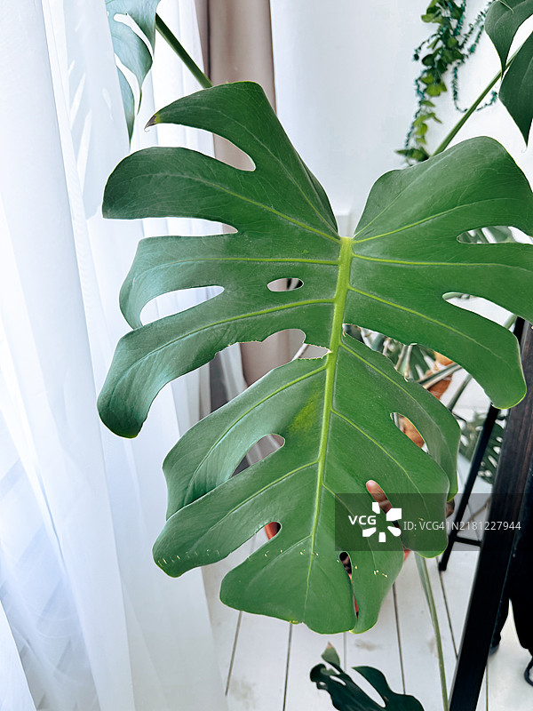 家中大型绿萝叶特写图片素材