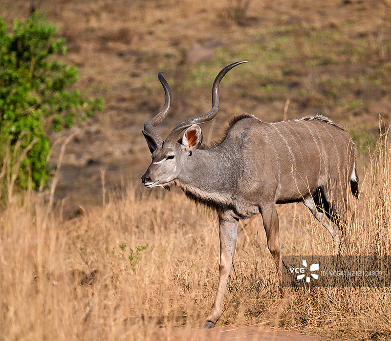 南非的野生雄性非洲大羚羊图片素材