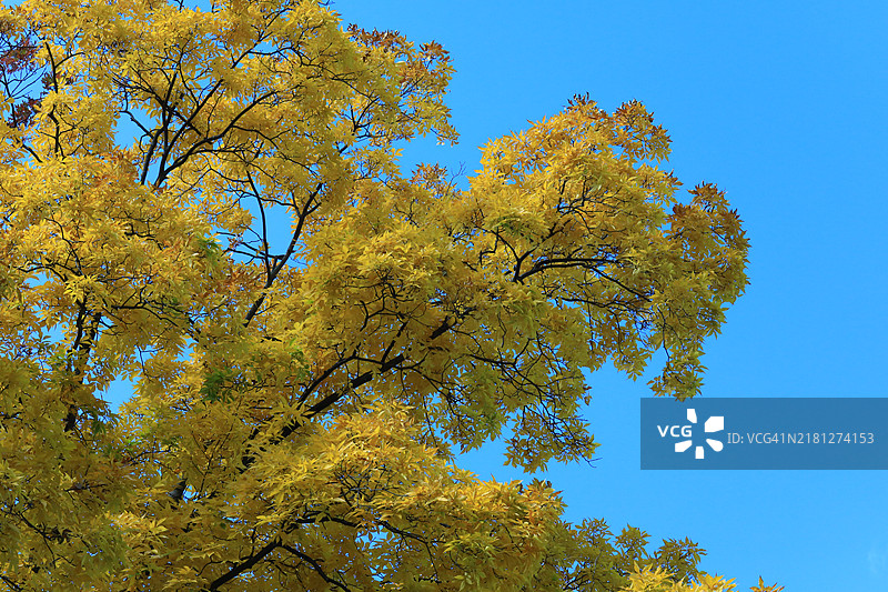 秋季的色彩。图片素材