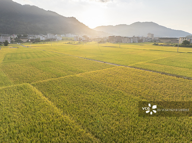 傍晚乡村整洁宽阔的稻田图片素材