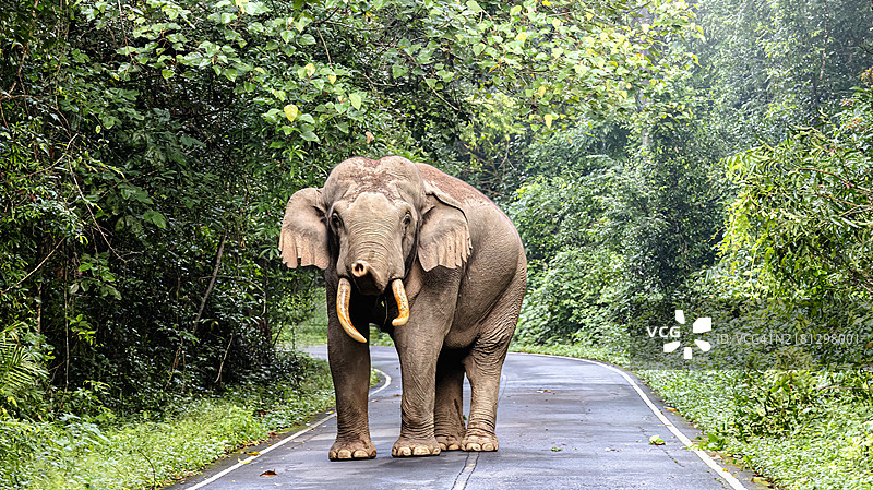大象们图片素材