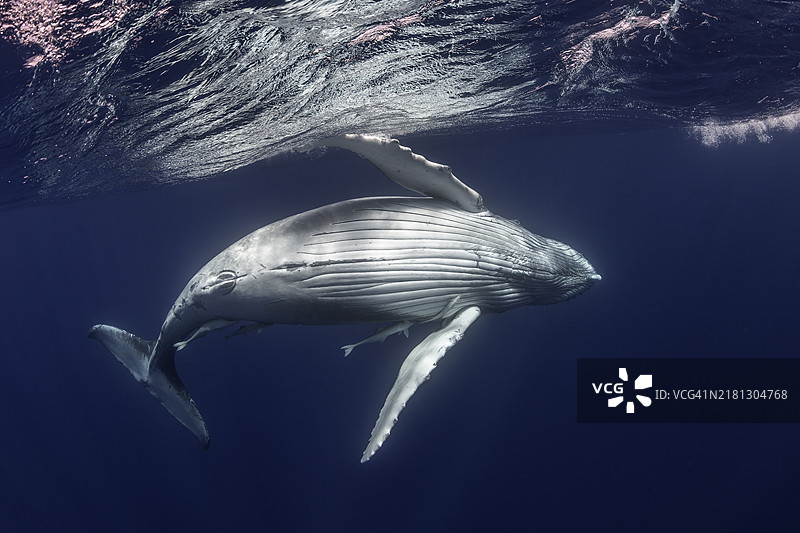 座头鲸在水面表演。图片素材