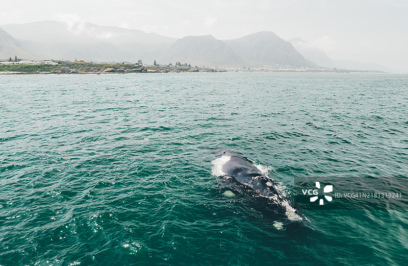 南非赫曼努斯南部露脊鲸的航拍视图图片素材