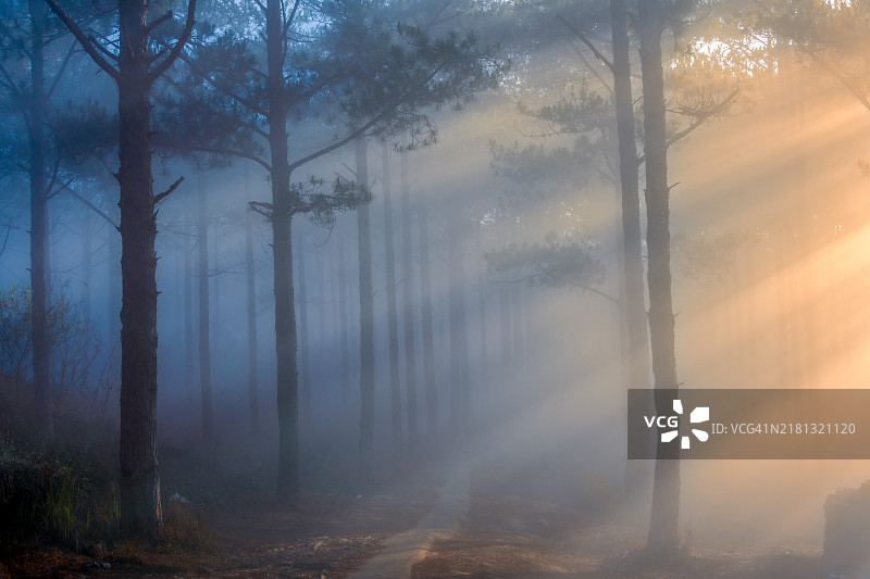 日出时松树林中雾气的梦幻光线图片素材