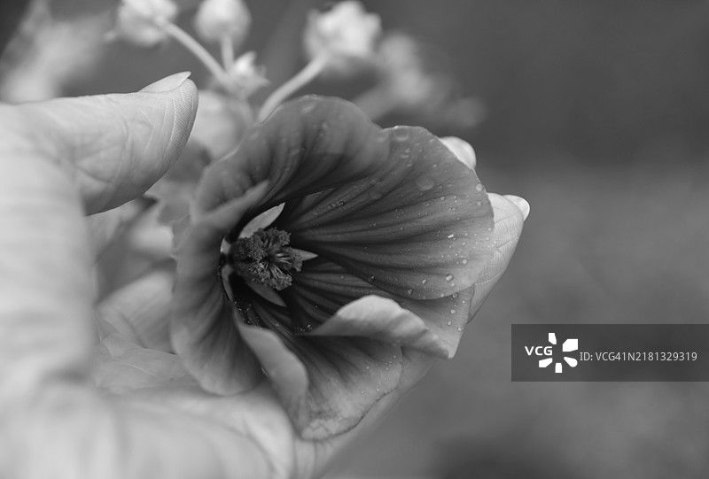 手中的黑白花朵图片素材