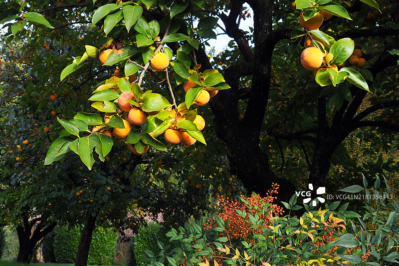 深色背景下的成熟柿子树枝图片素材