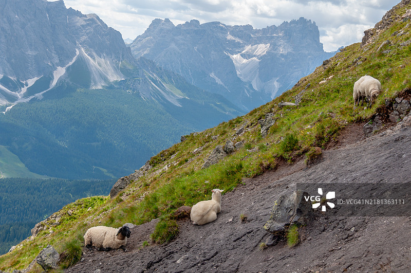 在瓦尔科梅利科高山上吃草的一群绵羊和公羊图片素材