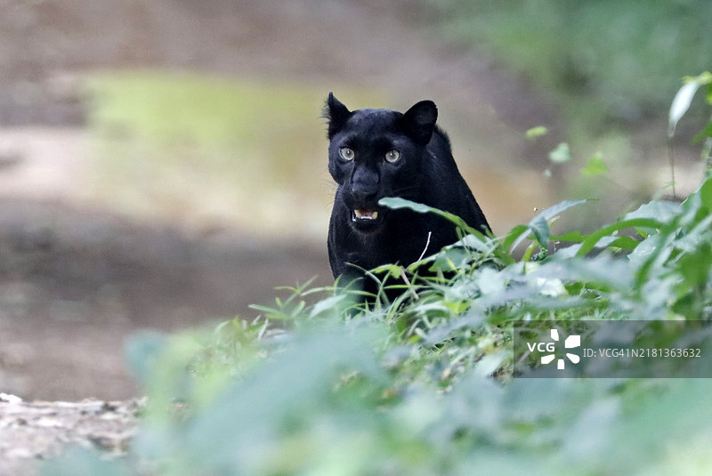 黑豹在深林中行走。野生动物保护理念。图片素材