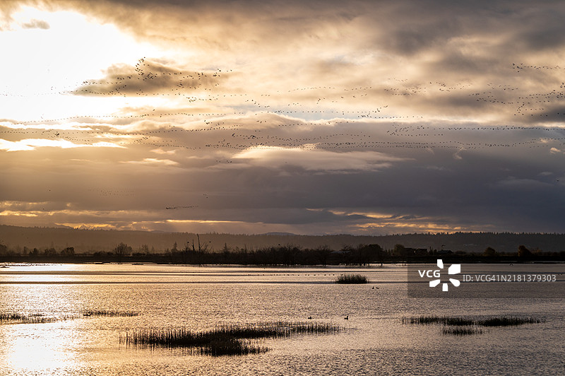 迁徙雪雁飞过冷杉岛农场保护区图片素材