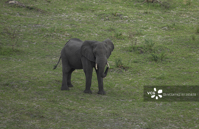 博茨瓦纳奥卡万戈三角洲的大象图片素材