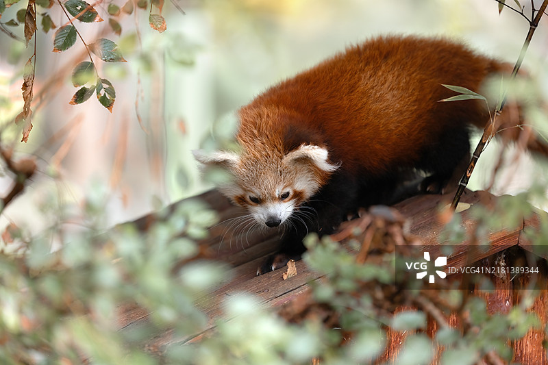 攀爬树枝的红熊猫图片素材