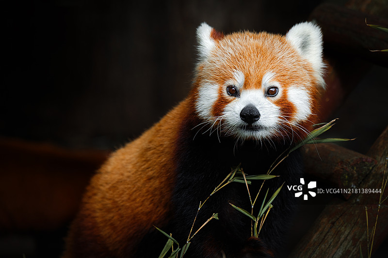 抱着竹子，直视镜头的小熊猫图片素材