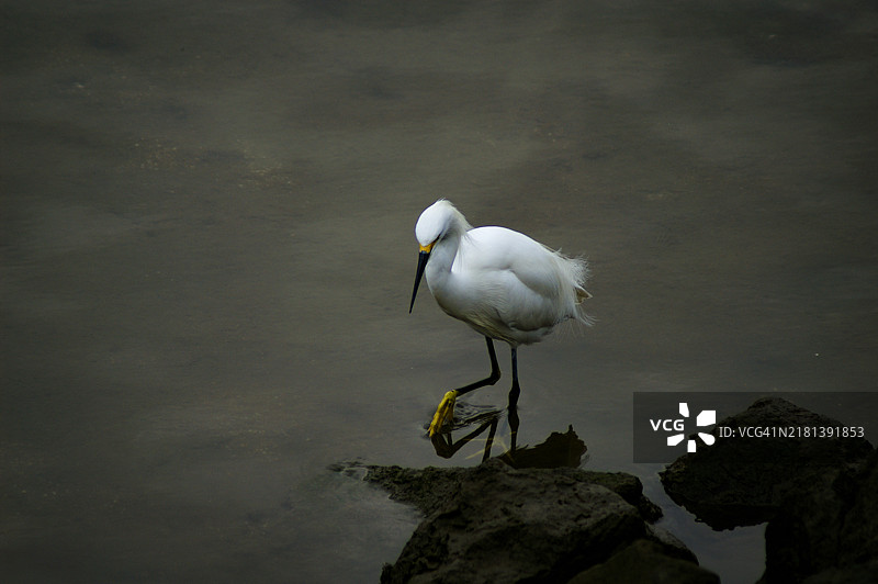 海岸上的白鹭图片素材