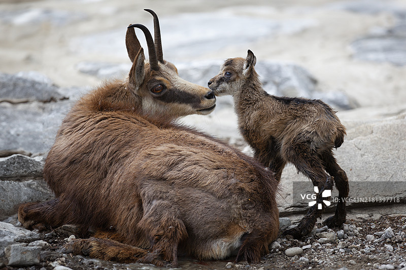 阿尔卑斯山的新生命 - 母羚羊与新生小羚羊图片素材