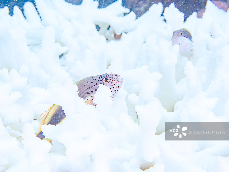 美丽的桌面珊瑚和一条幼鱼。图片素材