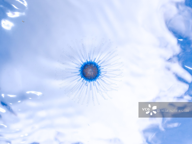 神秘的蓝钮水母图片素材