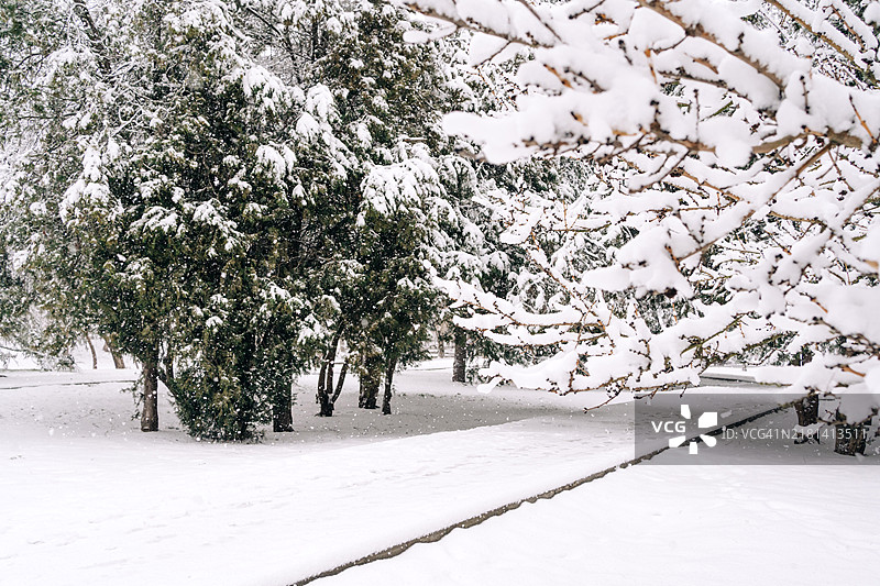雪中公园针叶树小路图片素材
