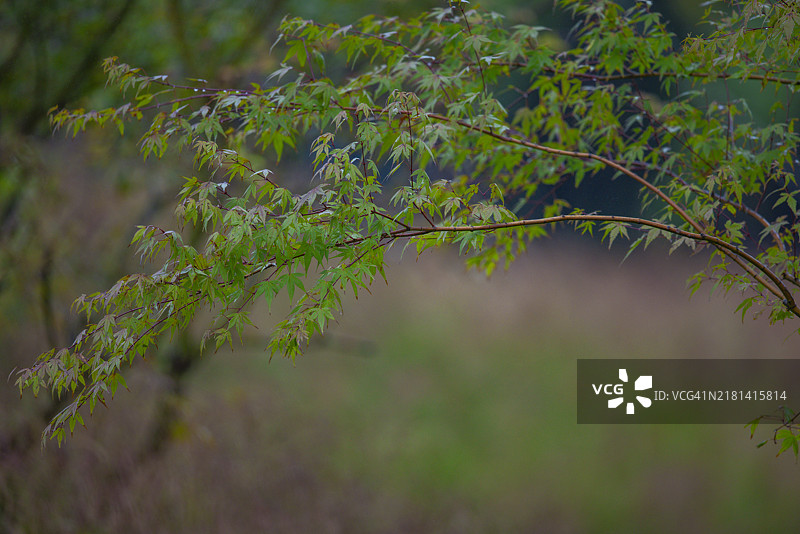 雨中的秋季树木图片素材