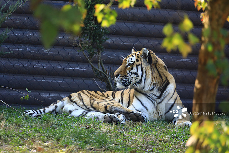 虎型猫图片素材