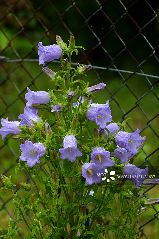 风铃草：展示迷人的钟形花朵，有蓝色、白色、粉色或紫色图片素材