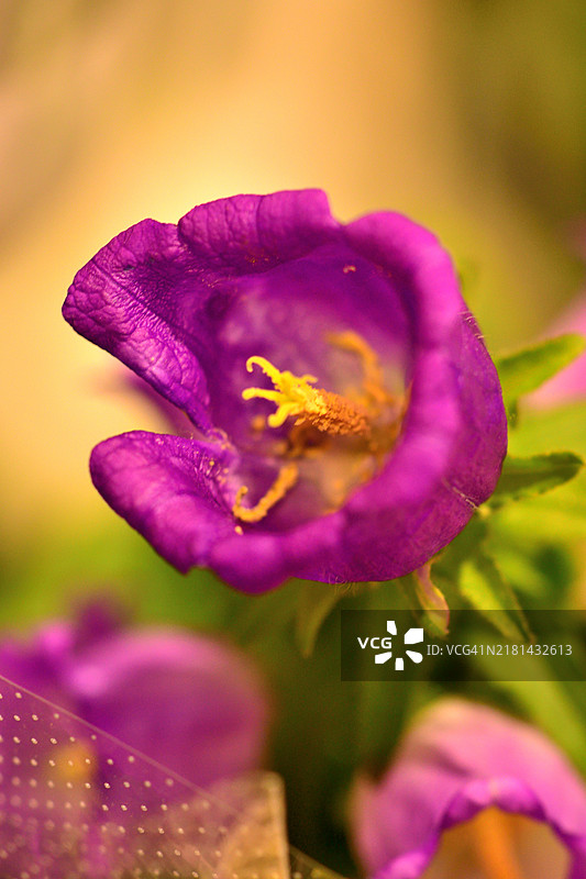 风铃草：展示迷人的钟形花朵，有蓝色、白色、粉色或紫色图片素材