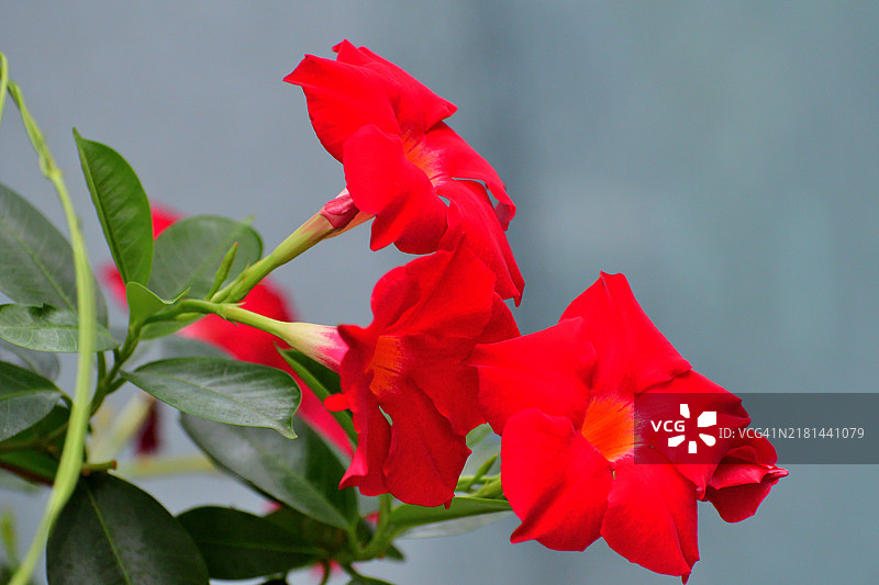 曼德维拉/岩号筒花：开花的热带藤蔓，具有艳丽的喇叭形花朵图片素材
