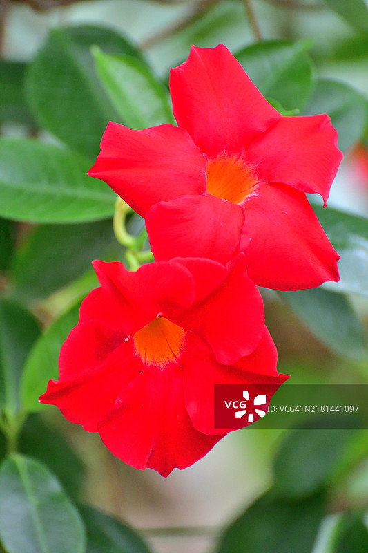 曼德维拉/岩号筒花：开花的热带藤蔓，具有艳丽的喇叭形花朵图片素材