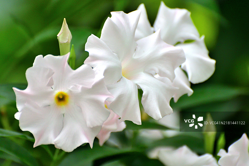曼德维拉/岩号筒花：开花的热带藤蔓，具有艳丽的喇叭形花朵图片素材