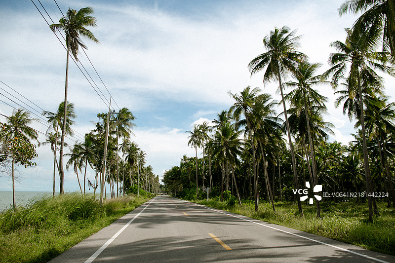 带有椰子树的公路图片素材
