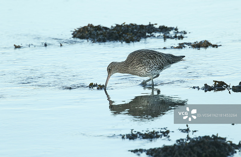 美丽的杓鹬在海岸线觅食图片素材