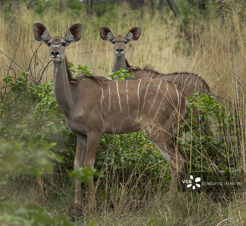 博茨瓦纳。年轻的伊兰羚羊（Taurotragus oryx）在乔贝国家公园。图片素材