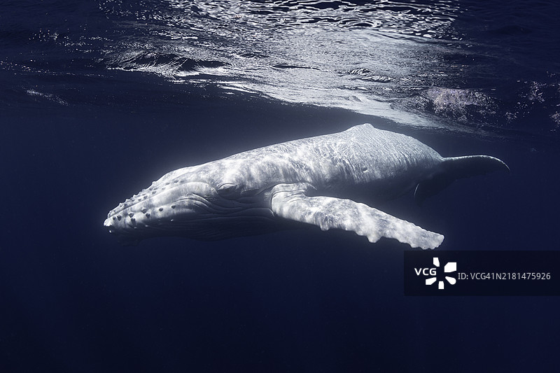 白化座头鲸，汤加 2024。图片素材