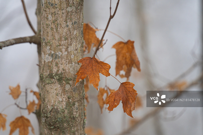 秋日雾中的森林图片素材