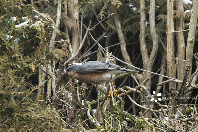 栖息在花园树篱上的雄性雀鹰飞向左侧图片素材
