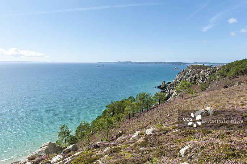 岩石海岸，紫色开花石楠，海松，靠近法国布列塔尼克罗宗半岛的沿海小路图片素材