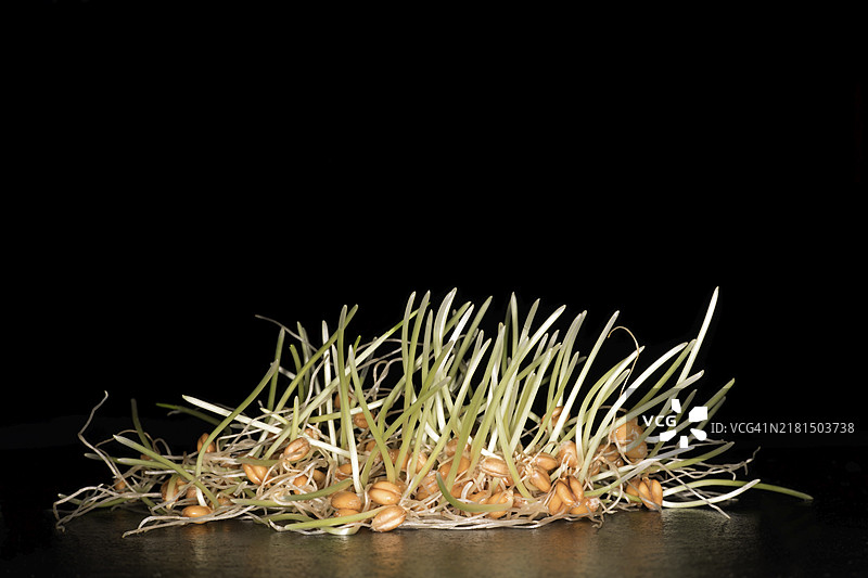 黑背景下的硬质小麦和西兰花食物摄影图片素材