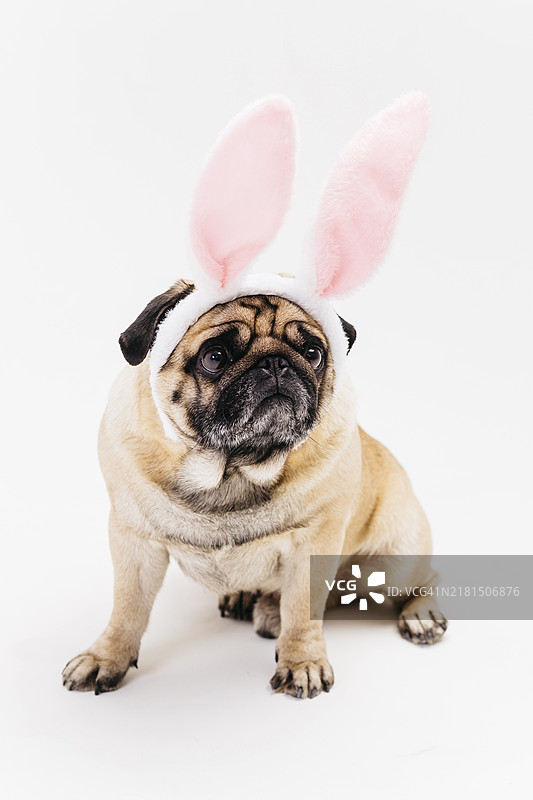 有趣的可爱皱眉巴哥犬，戴着粉色兔子耳朵图片素材