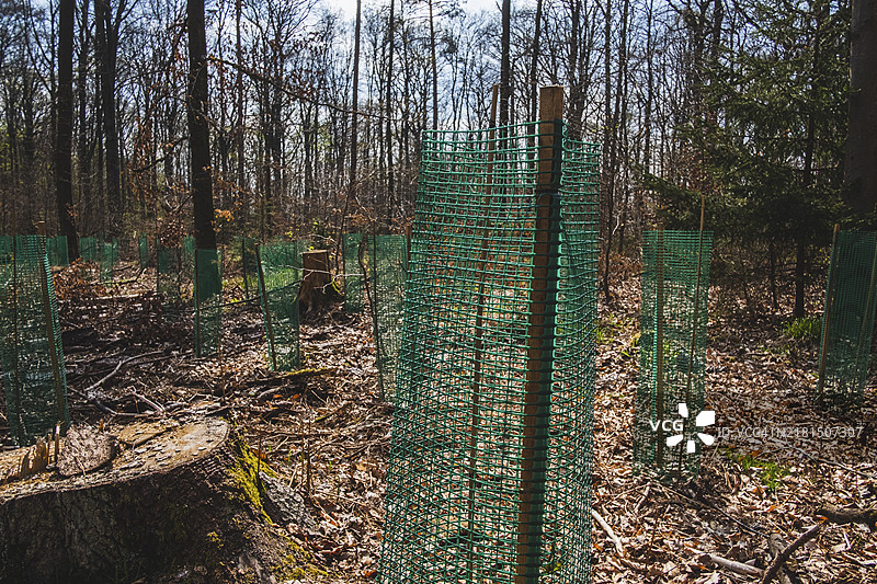 植树造林期间带有树木防护罩的幼松树苗图片素材
