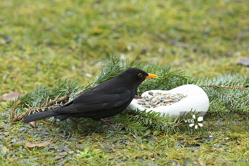 嘴里叼着食物站在绿草地上白色陶瓷手旁边的雄性乌鸫图片素材