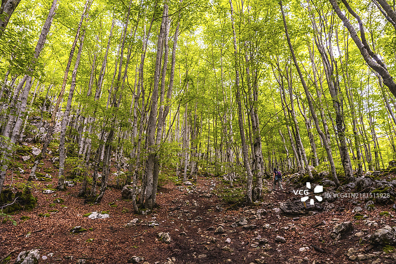 吉普斯夸最高的艾兹科里山，海拔1523米，巴斯克地区，上升途中的美丽森林，穿过圣阿德里安，返回穿过奥尔扎田野图片素材