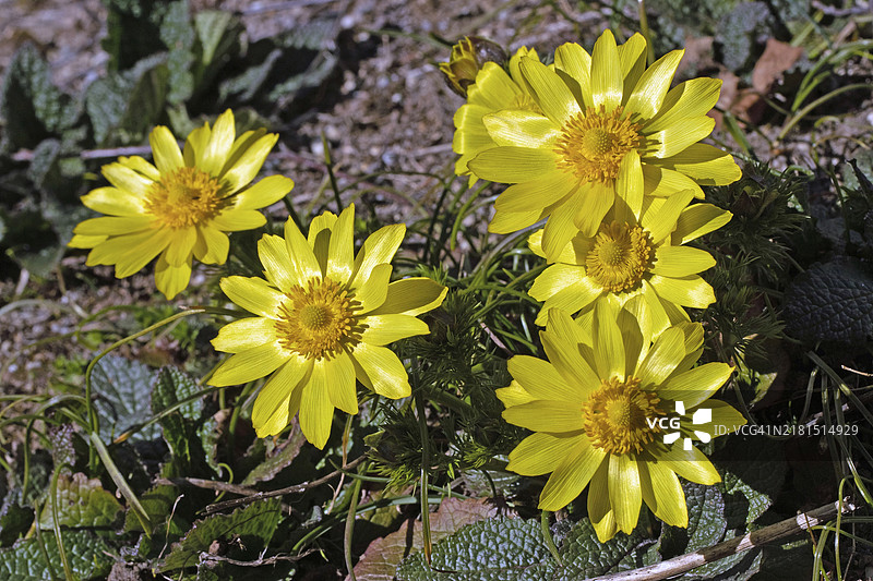 春天（侧金盏花）玫瑰并排开放的五朵黄色花朵图片素材