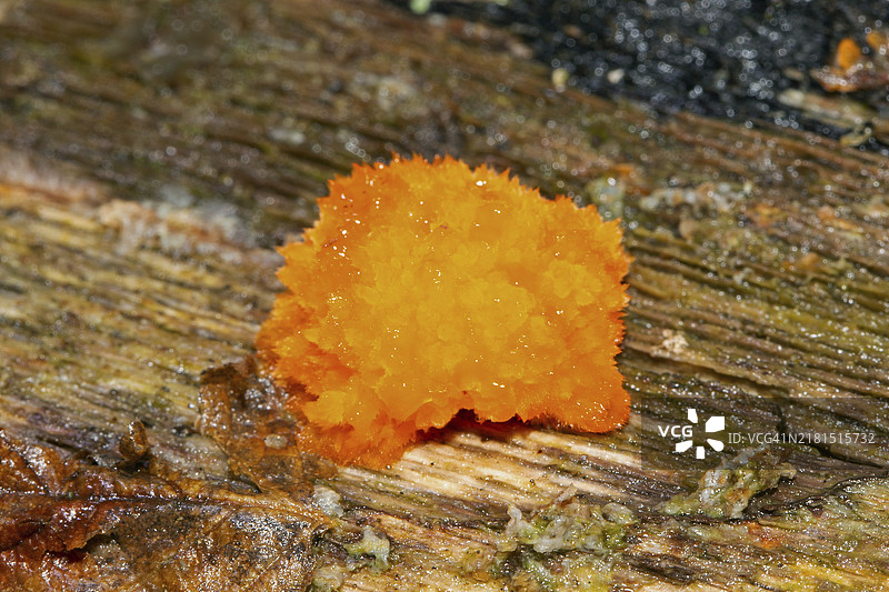树干上的鱼卵粘菌图片素材